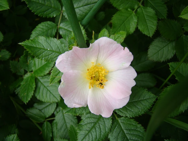 Blüte am Wanderpfad <p>Hagebuttenblüte in zartem Rosa mit gelbem Kern, umgeben von grünen Blättern.</p>