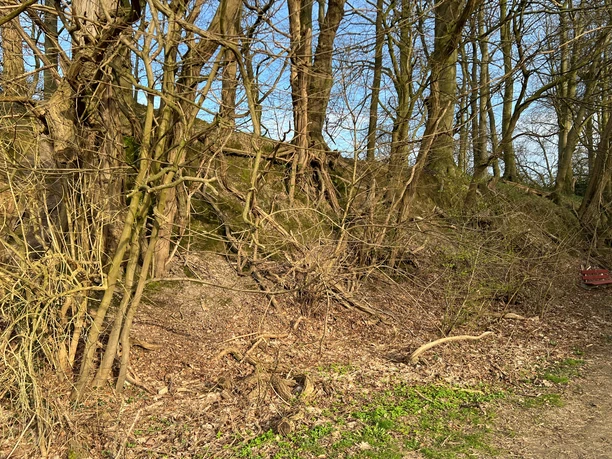 Grüne Waldlandschaft mit Bäumen und grasbewachsenem Erdhügel. Pfad verläuft im Schatten der Bäume.