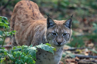 Luchs.jpg