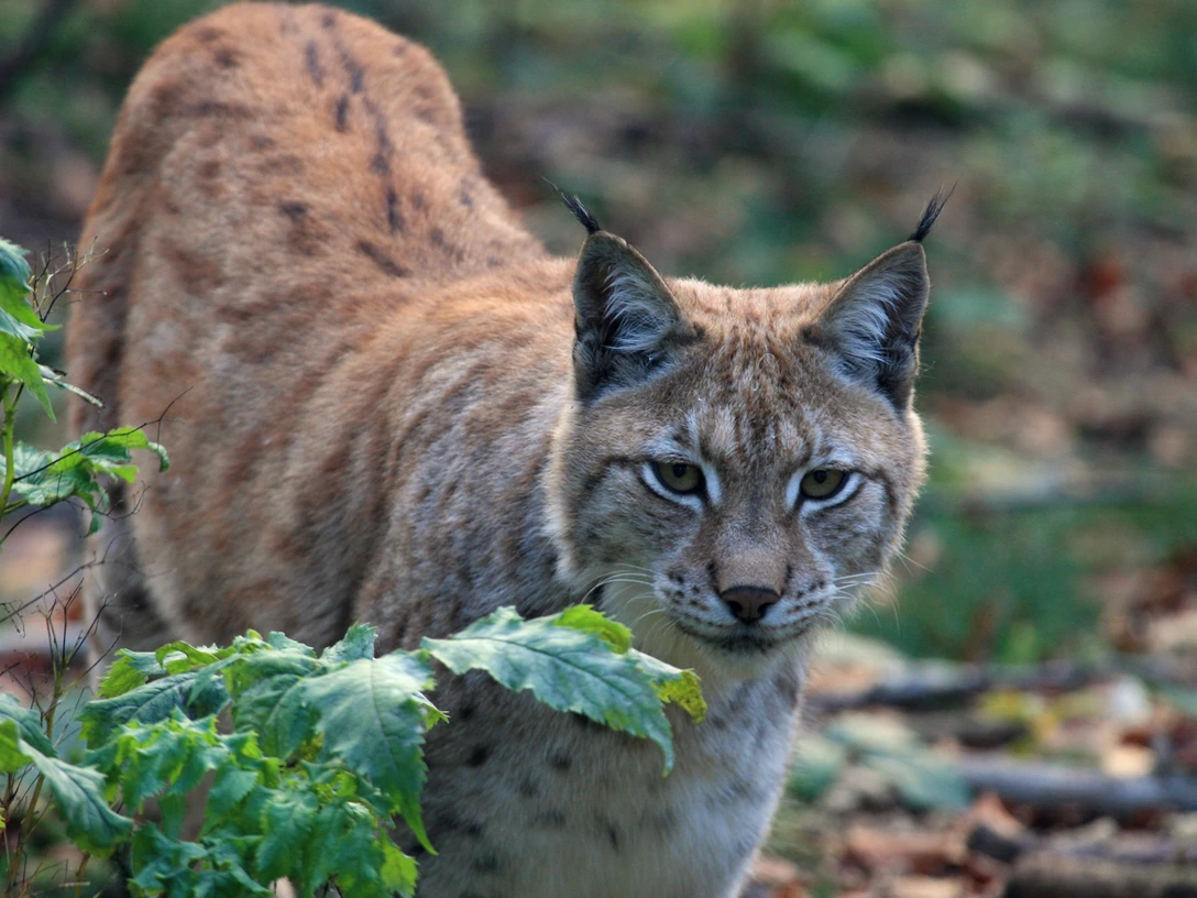 Luchs.jpg