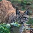 Luchs.jpg