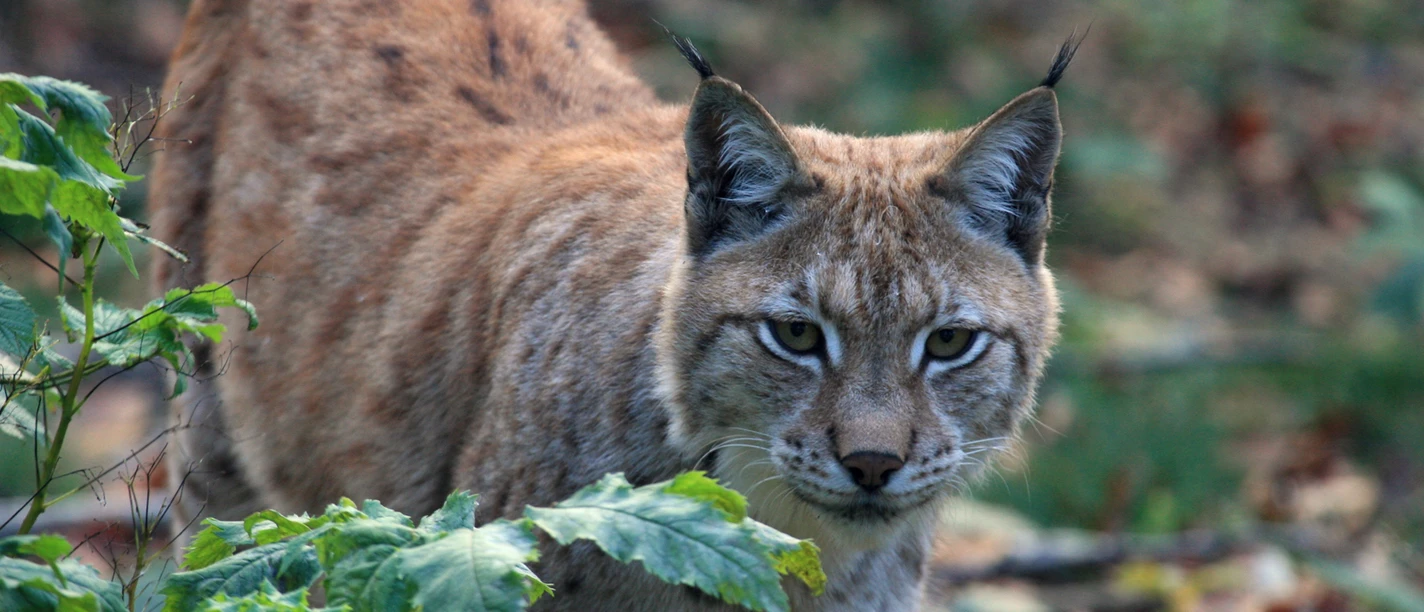 Luchs