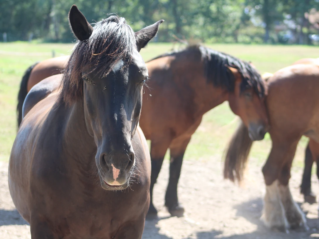 Dunkelbraune Pferde stehen auf einer sonnigen Wiese, umgeben von grünem Hintergrund.