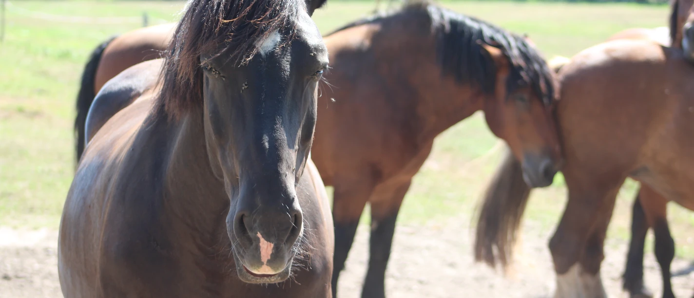 Dunkelbraune Pferde stehen auf einer sonnigen Wiese, umgeben von grünem Hintergrund.