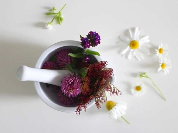 medicinal flower 4246073 1280