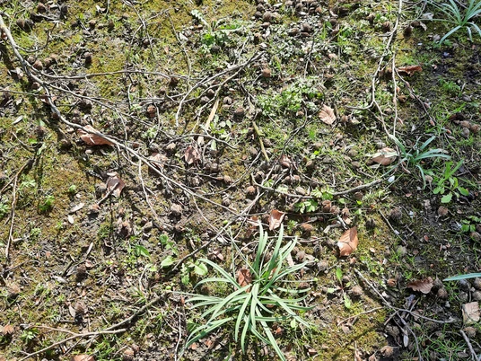 Station2 Barfußgehen2