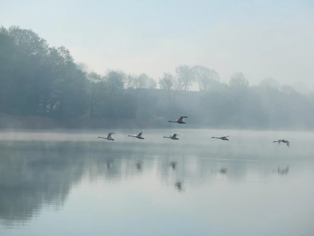 Schwäne über der Schlei.JPG