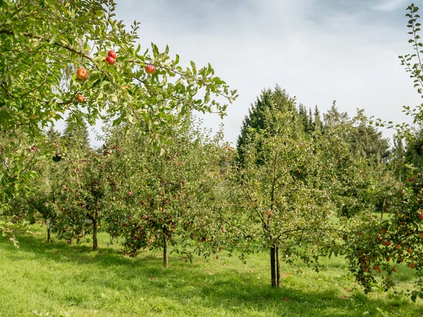 Lohrberg mit MainÄppelHaus