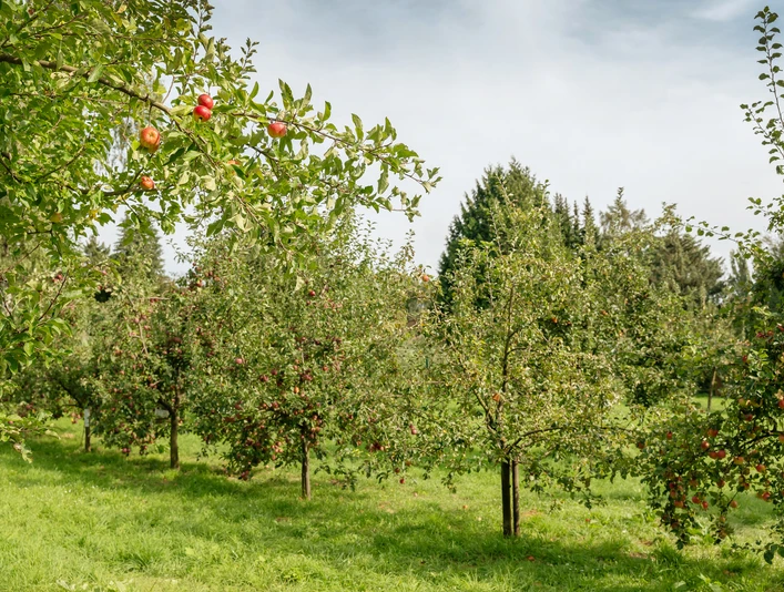 Lohrberg with MainÄppelHaus