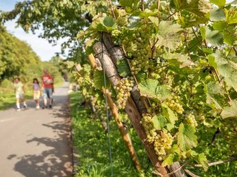 Lohrberg with MainÄppelHaus