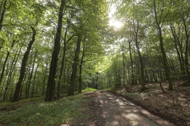 Waldweg 1 - LTM.jpg
