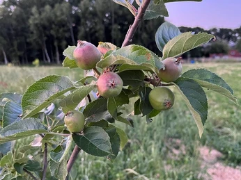 Erste Früchte 2023 Apfel.jpg