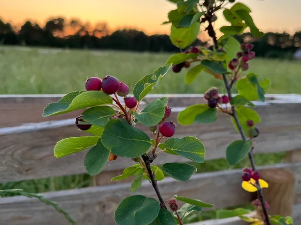 Erste Früchte 2023.jpg