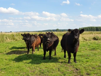 Galloway-Rinder in Stade-Ottenbeck Galloway-Rinder in Stade-Ottenbeck