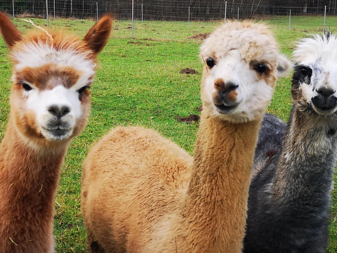 Drei niedliche Alpakas