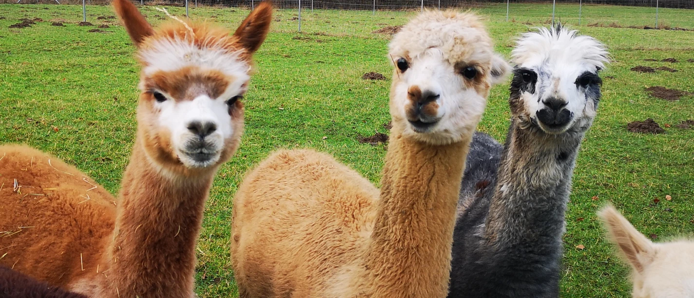 Drei niedliche Alpakas