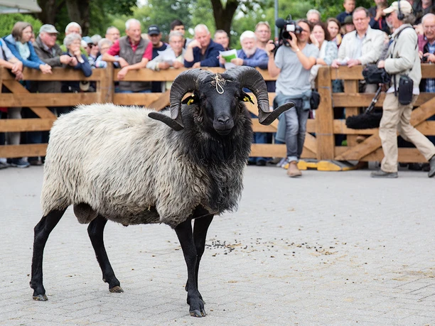 Mueden_Bockauktion_CCBYSA_TL_20190711_web_41.jpg