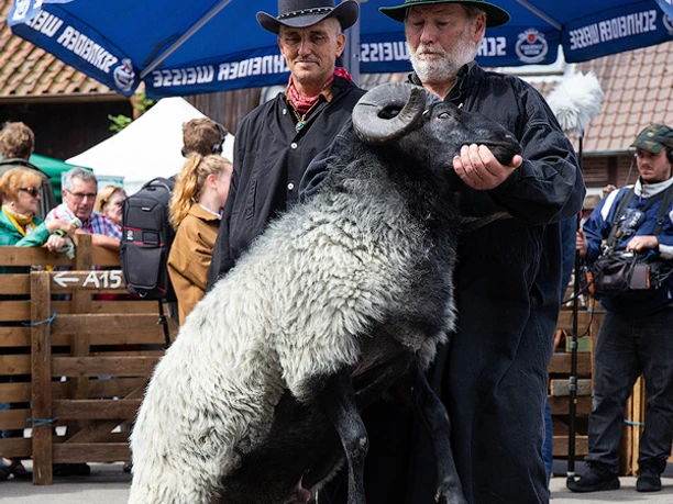 Mueden_Bockauktion_CCBYSA_TL_20190711_web_36.jpg