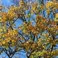 Maibaum Beautiful shot of the colorful leaves on the branches of a tree with the sky in the background
