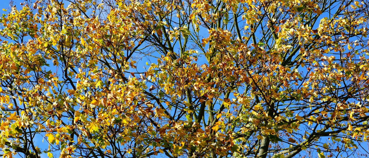 Maibaum Beautiful shot of the colorful leaves on the branches of a tree with the sky in the background