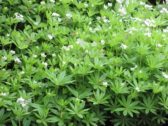 Waldmeister Grüner Waldboden mit dicht wachsenden, kleinen, weißen Blüten des heimischen Waldkrauts.