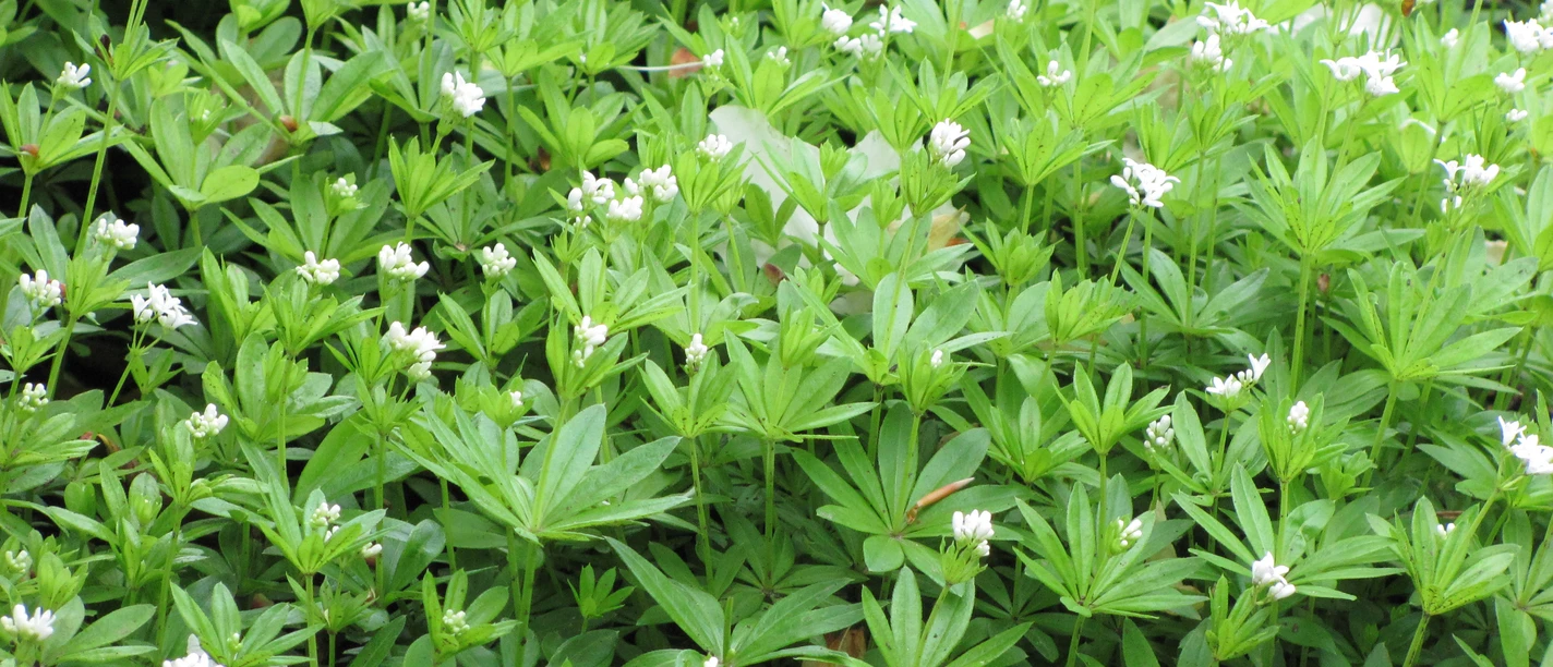 Waldmeister Grüner Waldboden mit dicht wachsenden, kleinen, weißen Blüten des heimischen Waldkrauts.