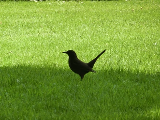 Amsel auf der Wiese
