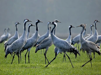 1Kraniche leinepolder Kraniche im LeinepolderCranes in the LeinepolderTraner i LeinepolderKraanvogels in de Leinepolder