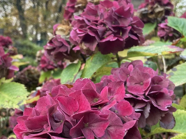 Freilichtbühne Nettelstedt Dunkelrosa Hortensienblüten im Vordergrund, dahinter ein hoher, historischer Steinturm im Hintergrund.
