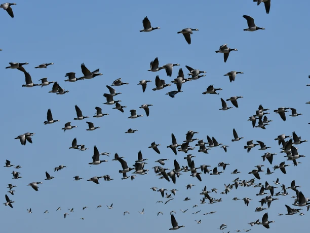 Langeoog Vögel