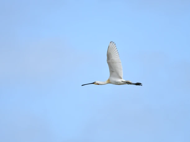Langeoog Vögel