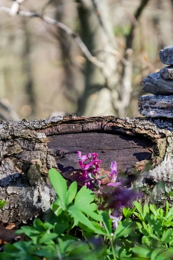 Lerchensporn-Großer Freeden Bad Iburg_Teutoburger Wald Toursmus_L Reschke.jpg Ein alter Baumstamm liegt am Waldboden, dekoriert mit kleinen Steinen; umgeben von Lerchenspornpflanzen.