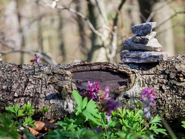 Lerchensporn-Großer Freeden Bad Iburg_Teutoburger Wald Toursmus_L Reschke.jpg Ein alter Baumstamm liegt am Waldboden, dekoriert mit kleinen Steinen; umgeben von Lerchenspornpflanzen.
