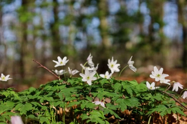 Weiße Anemonen blühen im Vordergrund eines Waldes, der im Hintergrund unscharf zu sehen ist.