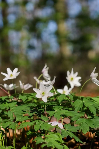 Frühblüher-Großer Freeden Bad Iburg_Teutoburger Wald Toursmus_L Reschke.jpg Weiße Anemonen blühen im Vordergrund eines Waldes, der im Hintergrund unscharf zu sehen ist.