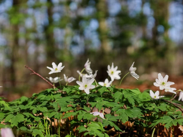 Frühblüher-Großer Freeden Bad Iburg_Teutoburger Wald Toursmus_L Reschke.jpg Weiße Anemonen blühen im Vordergrund eines Waldes, der im Hintergrund unscharf zu sehen ist.