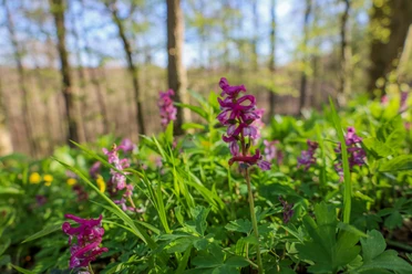 Lerchensporn2 -Großer Freeden Bad Iburg_Teutoburger Wald Toursmus_L Reschke.jpg Violette Lerchensporn-Blüten und saftig grüne Blätter im lichten Frühlingswald des Teutoburger Waldes.