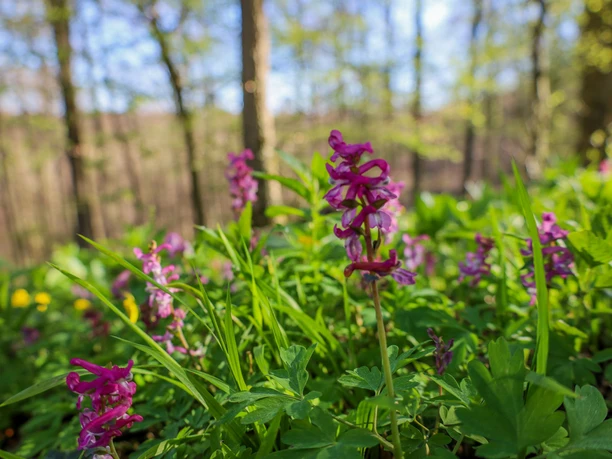Lerchensporn2 -Großer Freeden Bad Iburg_Teutoburger Wald Toursmus_L Reschke.jpg Violette Lerchensporn-Blüten und saftig grüne Blätter im lichten Frühlingswald des Teutoburger Waldes.