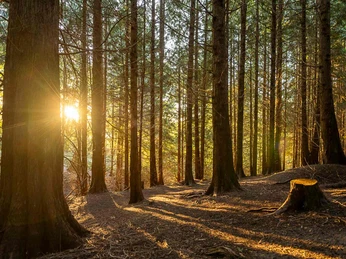 Weltwald bei Bad Grund Weltwald bei Bad Grund