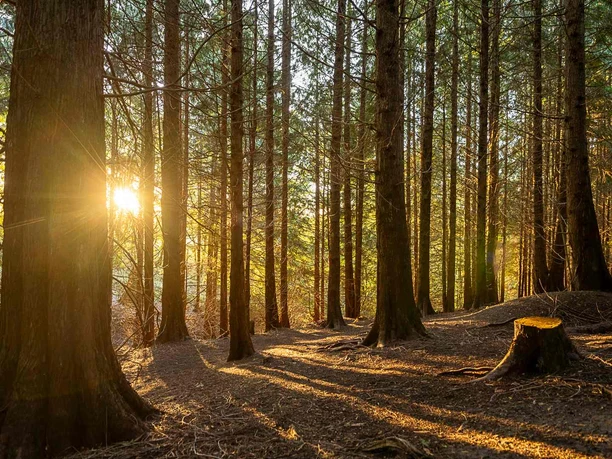 Weltwald bei Bad Grund Weltwald bei Bad Grund