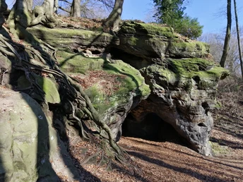 Eine Felsformation mit bemerkenswerten Wurzeln vor einem blauen Himmel und kahlen Bäumen.