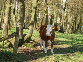 Lengerich_Foto_Teutoburger Wald Tourismus_I Bohlken (14).JPG Eine rotbraune Kuh steht auf einer Wiese im lichten Wald, umgeben von hohen Bäumen.