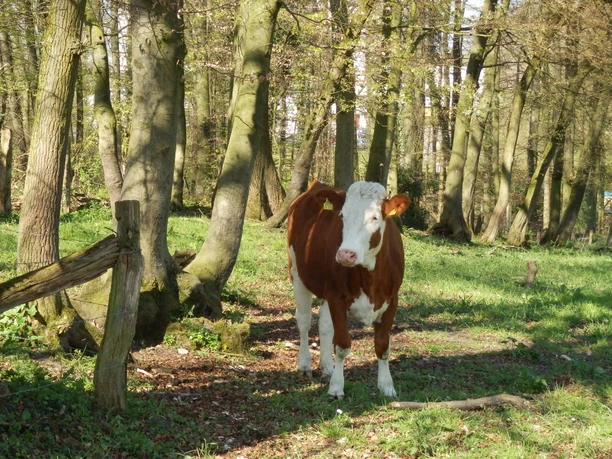 Lengerich_Foto_Teutoburger Wald Tourismus_I Bohlken (14).JPG Eine rotbraune Kuh steht auf einer Wiese im lichten Wald, umgeben von hohen Bäumen.