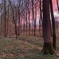Urwald Querformat Sonnenuntergang.jpg