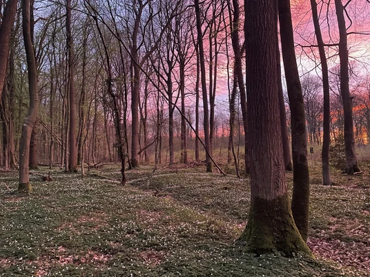 Urwald Querformat Sonnenuntergang.jpg