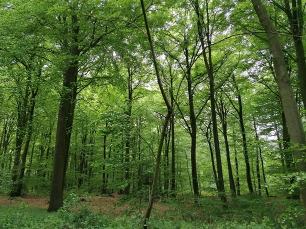 240410-Wald-Zeitreise-Schatzkiste-Natur.jpg