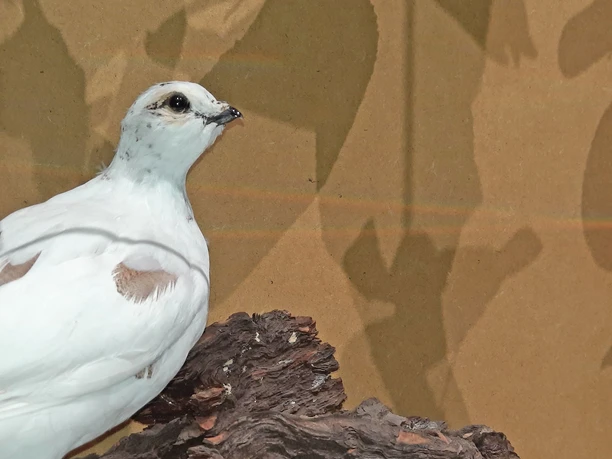 Le lagopède alpin Lagopède alpin empaillé dans une vitrine en verre