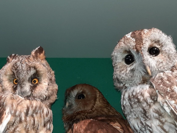 Owls among themselves Ausgestopfte Käuze in GlasvitrineStuffed owls in a glass display caseChouettes empaillées dans une vitrine en verre