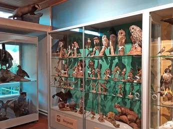 Oiseaux de la forêt de montagne en vitrine Ausgestopfte Bergwald-Vögel ausgestellt in GlasvitrinenStuffed mountain forest birds displayed in glass cabinetsOiseaux empaillés de la forêt de montagne exposés dans des vitrines en verre