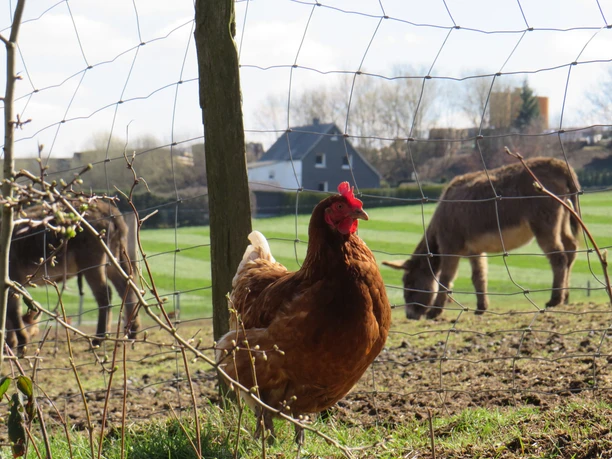 Huhn im Vordergrund eines ländlichen Geheges, dahinter grasen zwei Esel auf einer grünen Wiese.